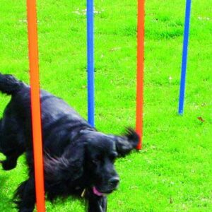 PAWISE Agility 12 jaloane pentru câini