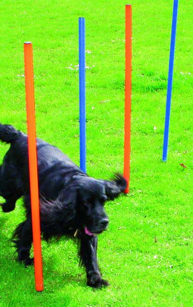 PAWISE Agility 12 jaloane pentru câini